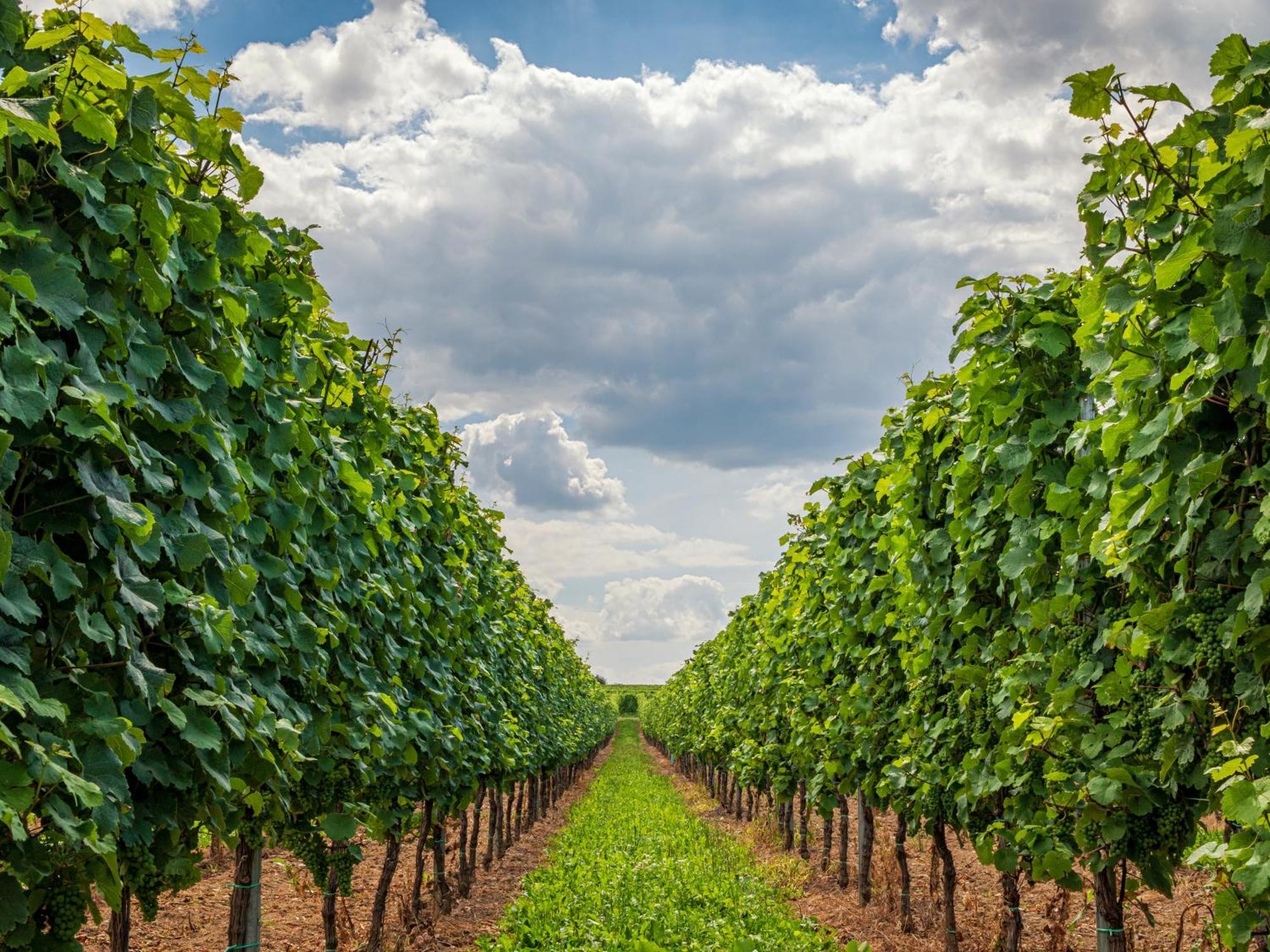 Ferienweingut Winnebeck Kowerich Luaran gambar